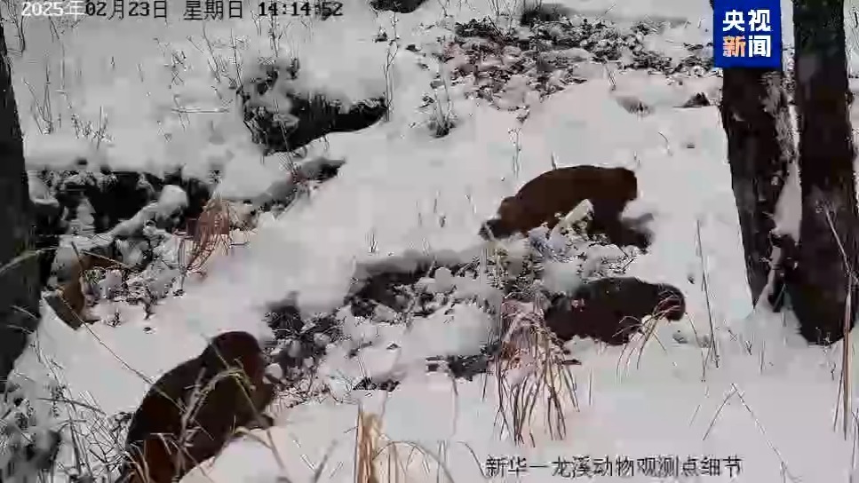 猕猴、豪猪、小麂都来了 看神农架野生动物“组团露脸”