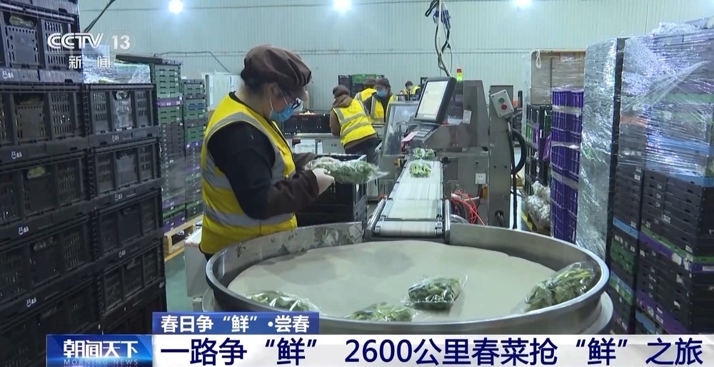 “舌尖上的春天”你尝到了吗？一起看春菜抢“鲜”之旅