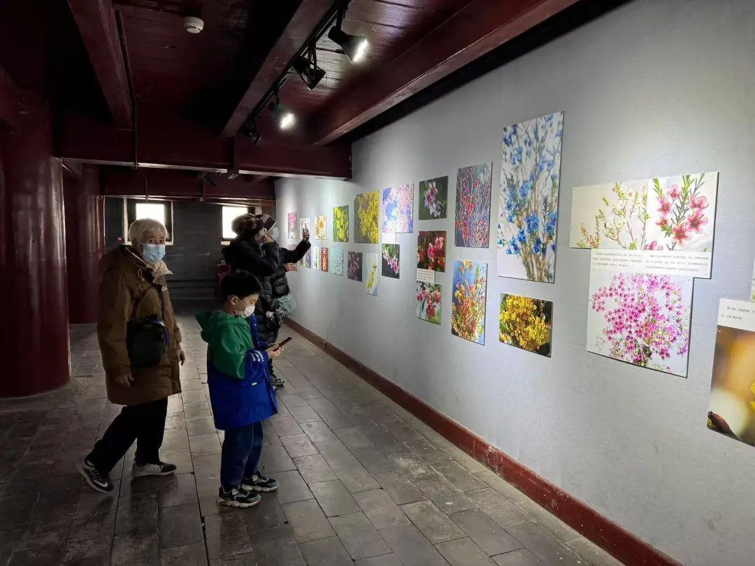 春色“梅”好！京城第一波梅花开了