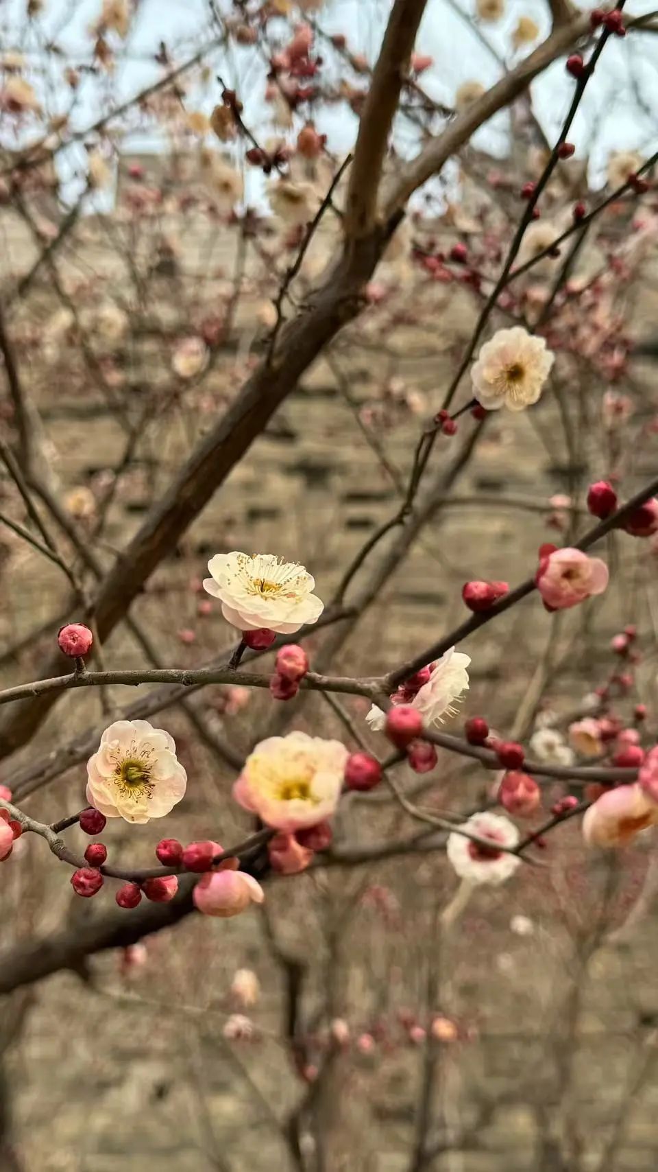 春色“梅”好！京城第一波梅花开了