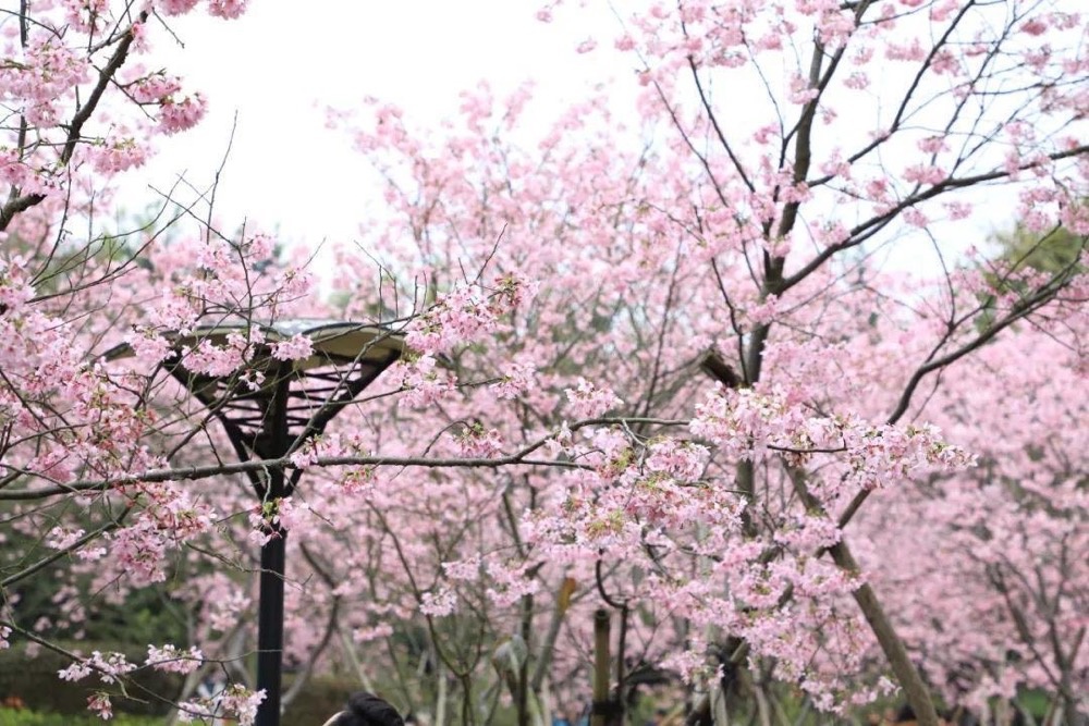28℃→18℃！广东或迎今年首场强对流天气