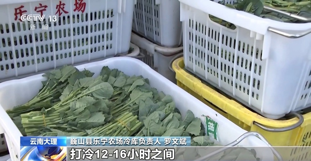 “舌尖上的春天”你尝到了吗？一起看春菜抢“鲜”之旅