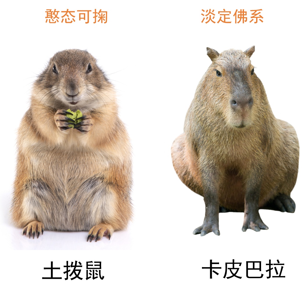 关于土拨鼠、卡皮巴拉这些宠物“新贵”，国家卫健委发声！