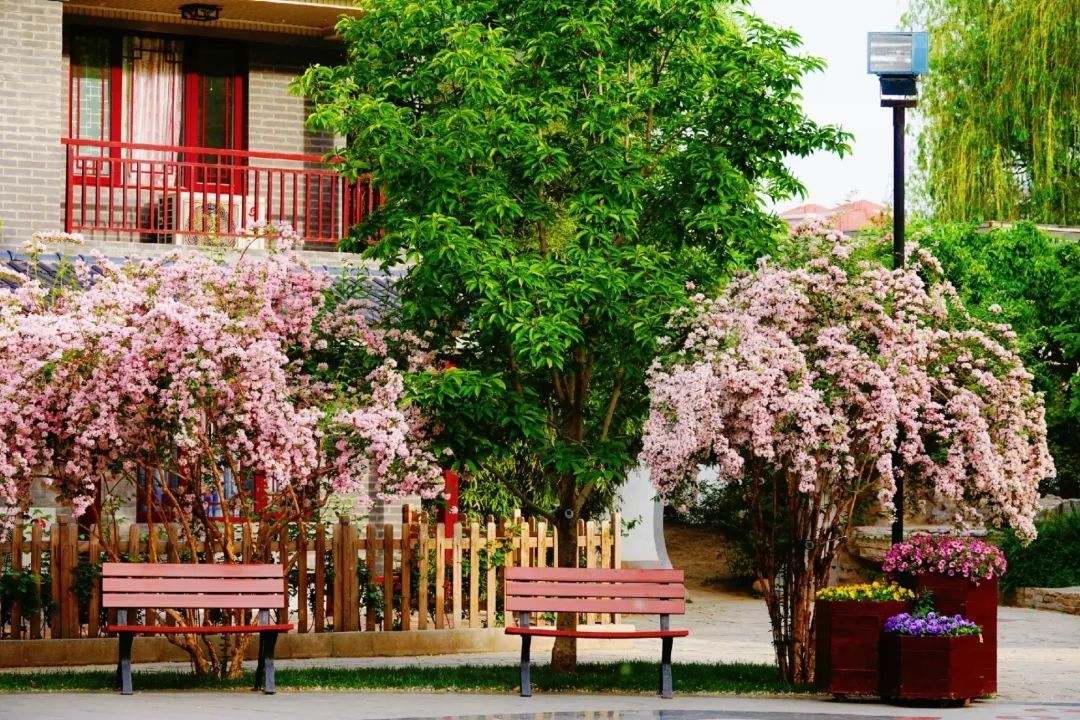 春色“梅”好！京城第一波梅花开了