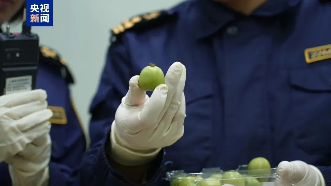 上海吃货们有口福啦!全国首批!这种水果,来了 上海吃货们有口福啦!全国首批!这种水果,来了