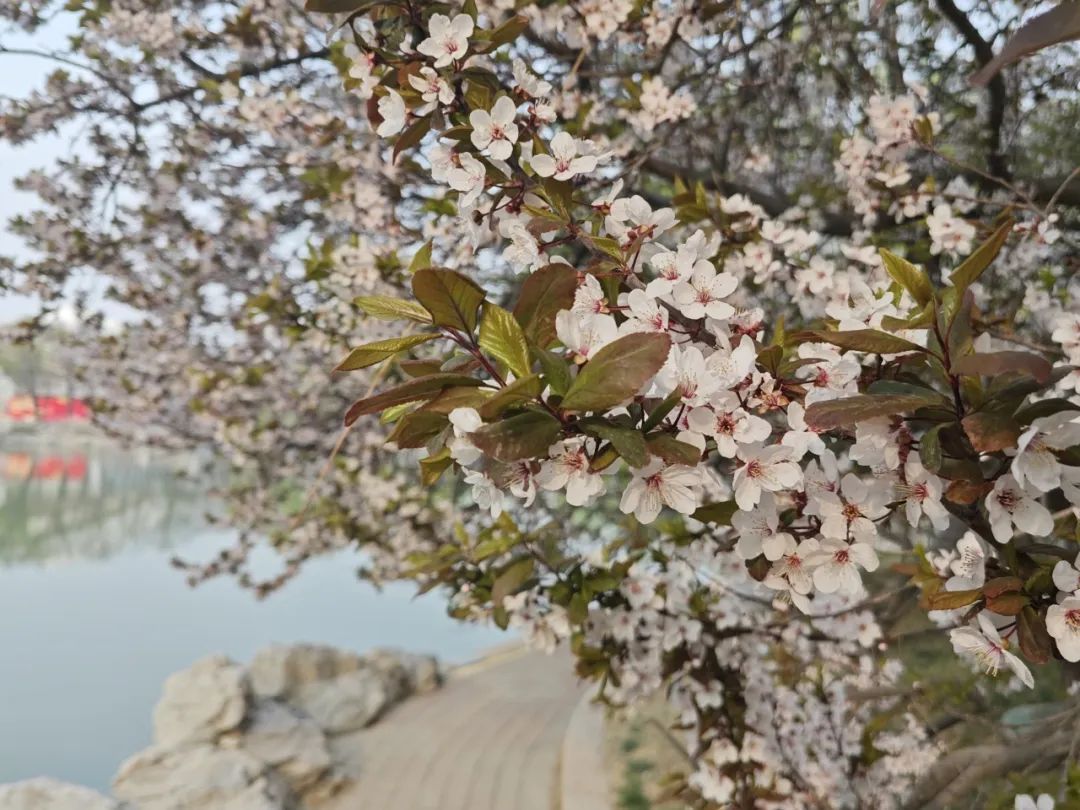 春色“梅”好！京城第一波梅花开了