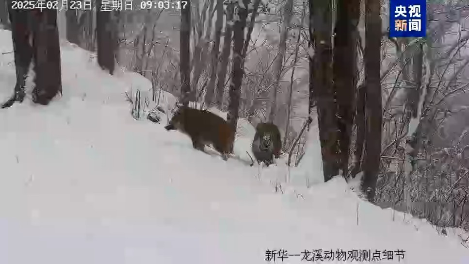 猕猴、豪猪、小麂都来了 看神农架野生动物“组团露脸”