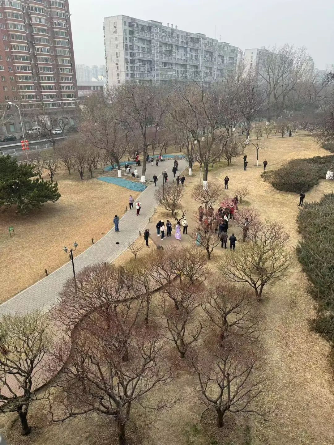 春色“梅”好！京城第一波梅花开了