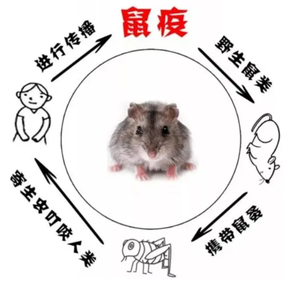关于土拨鼠、卡皮巴拉这些宠物“新贵”，国家卫健委发声！