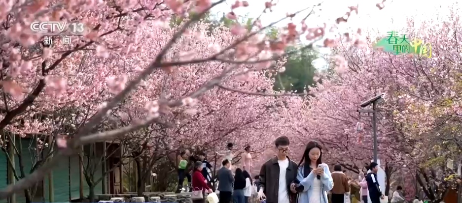 赏一片花海 邂逅春日浪漫 解锁一场春天里的闲适之旅 赏一片花海 邂逅春日浪漫 解锁一场春天里的闲适之旅