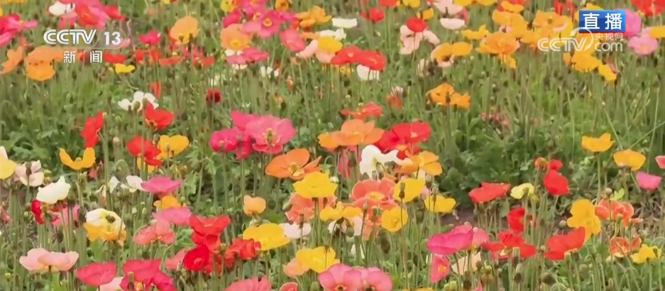 赏一片花海 邂逅春日浪漫 解锁一场春天里的闲适之旅 赏一片花海 邂逅春日浪漫 解锁一场春天里的闲适之旅