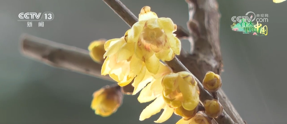 赏一片花海 邂逅春日浪漫 解锁一场春天里的闲适之旅 赏一片花海 邂逅春日浪漫 解锁一场春天里的闲适之旅