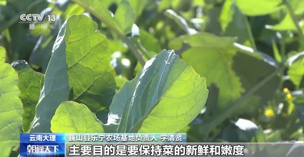 “舌尖上的春天”你尝到了吗？一起看春菜抢“鲜”之旅