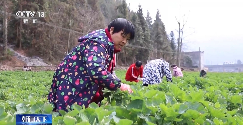 “舌尖上的春天”你尝到了吗？一起看春菜抢“鲜”之旅