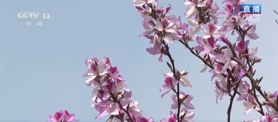 赏一片花海 邂逅春日浪漫 解锁一场春天里的闲适之旅 赏一片花海 邂逅春日浪漫 解锁一场春天里的闲适之旅