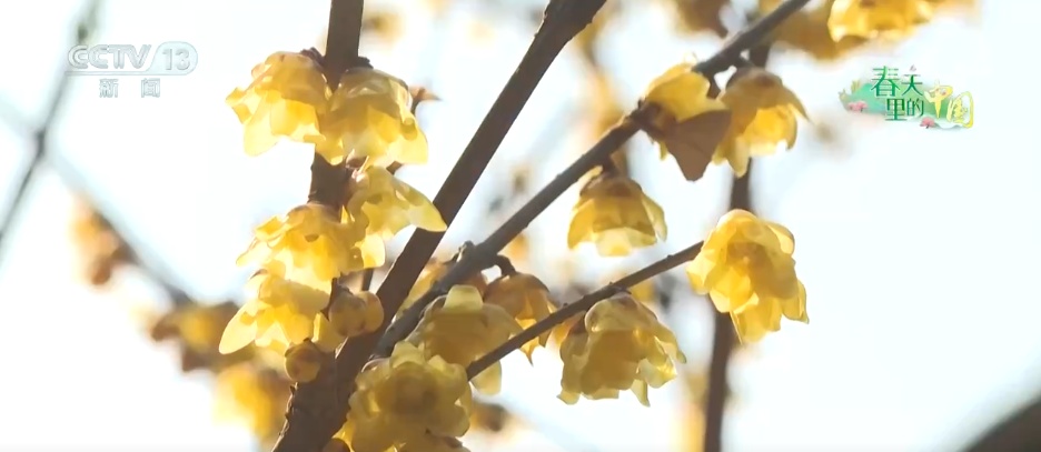赏一片花海 邂逅春日浪漫 解锁一场春天里的闲适之旅 赏一片花海 邂逅春日浪漫 解锁一场春天里的闲适之旅