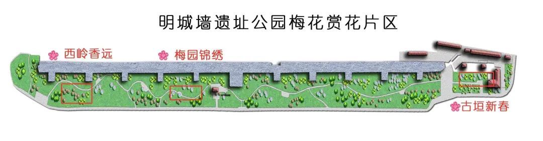 春色“梅”好！京城第一波梅花开了