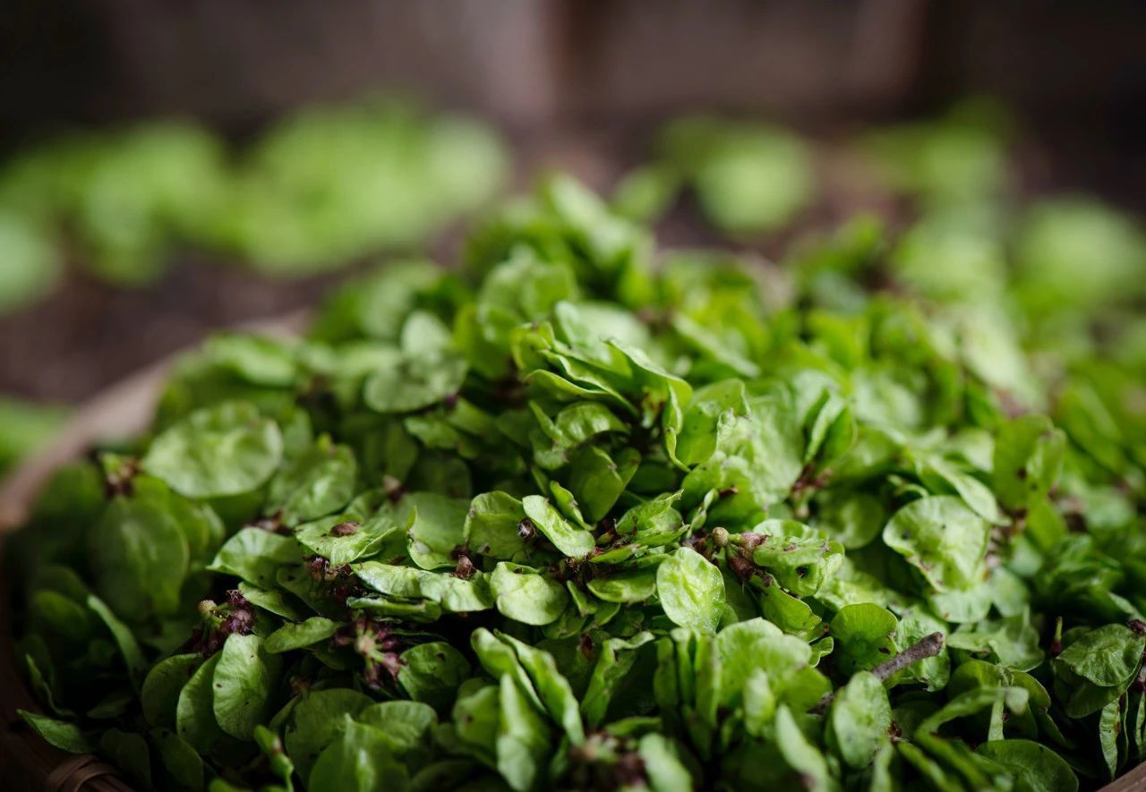 春天一定要吃的8种“芽”,错过再等一年! 春天一定要吃的8种“芽”,错过再等一年!