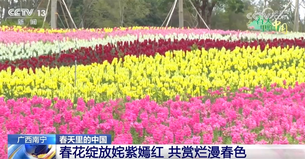 春天里的中国生机勃勃绘就锦绣画卷 “赏花经济”既有“颜值”又有“产值”
