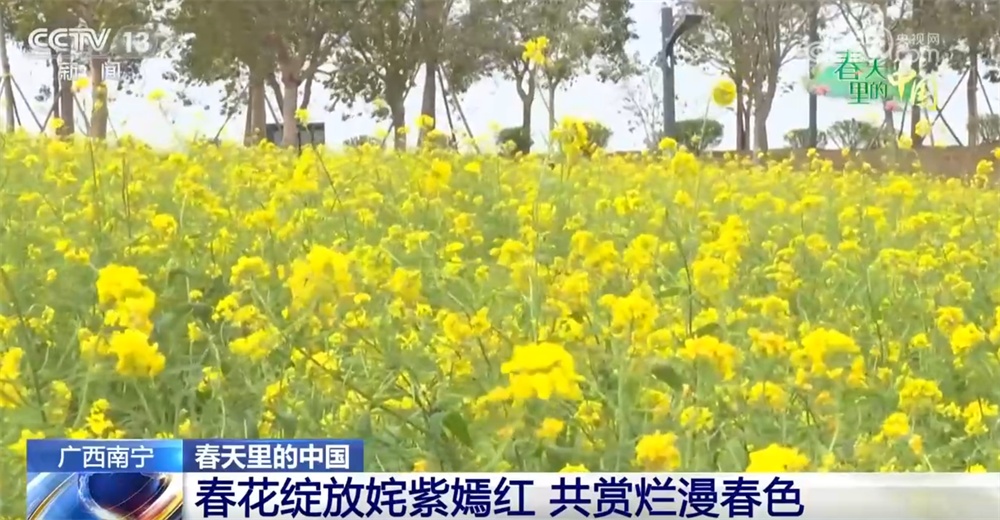 春天里的中国生机勃勃绘就锦绣画卷 “赏花经济”既有“颜值”又有“产值”