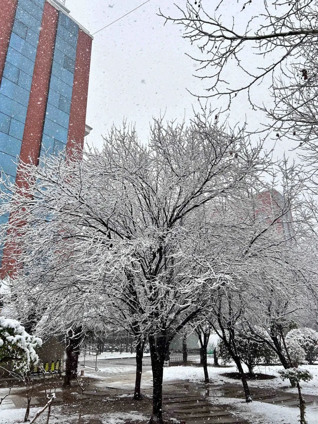 郑州下雪啦！河南多地有大到暴雪