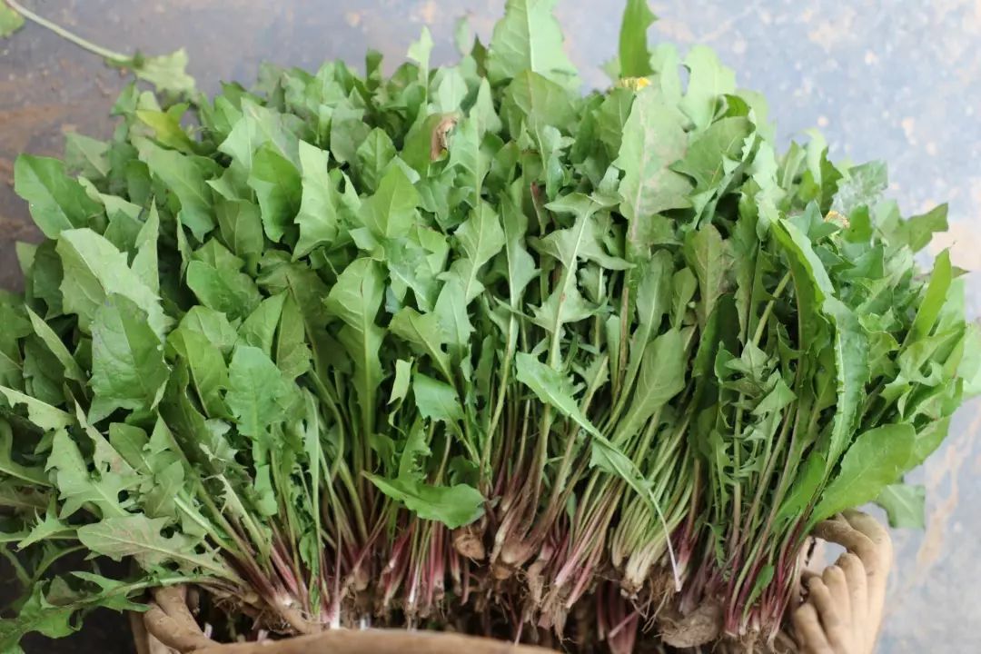 200元一斤！云南这种野菜你吃过吗？