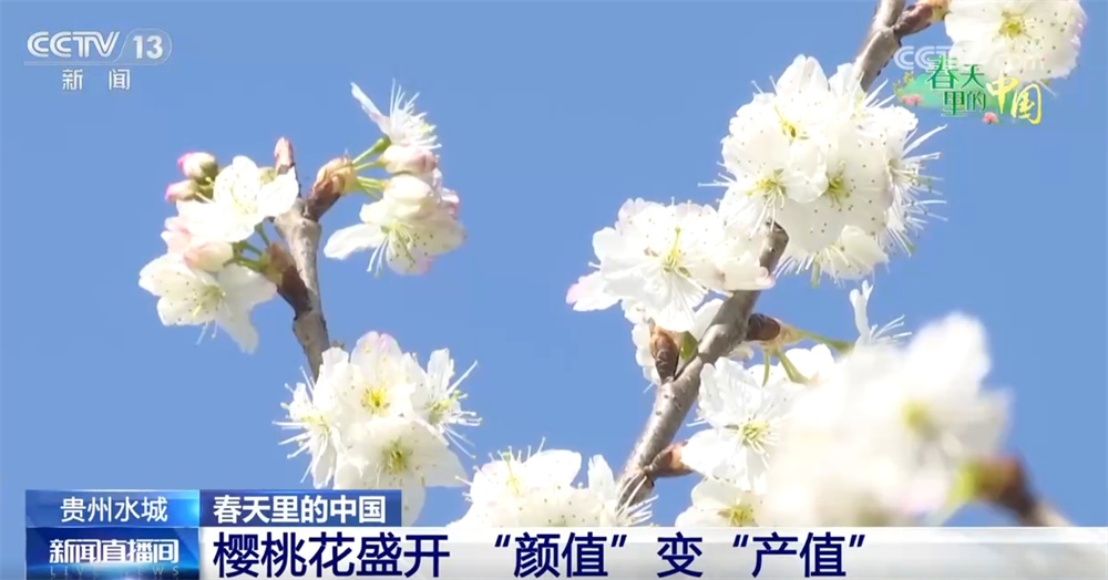春天里的中国生机勃勃绘就锦绣画卷 “赏花经济”既有“颜值”又有“产值”