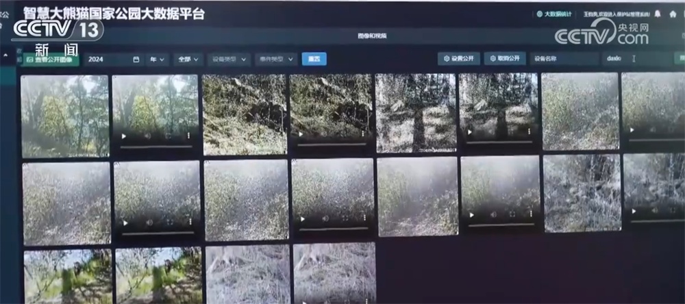 透过数字看“成绩” 我国野生动植物旗舰物种种群数量持续增长