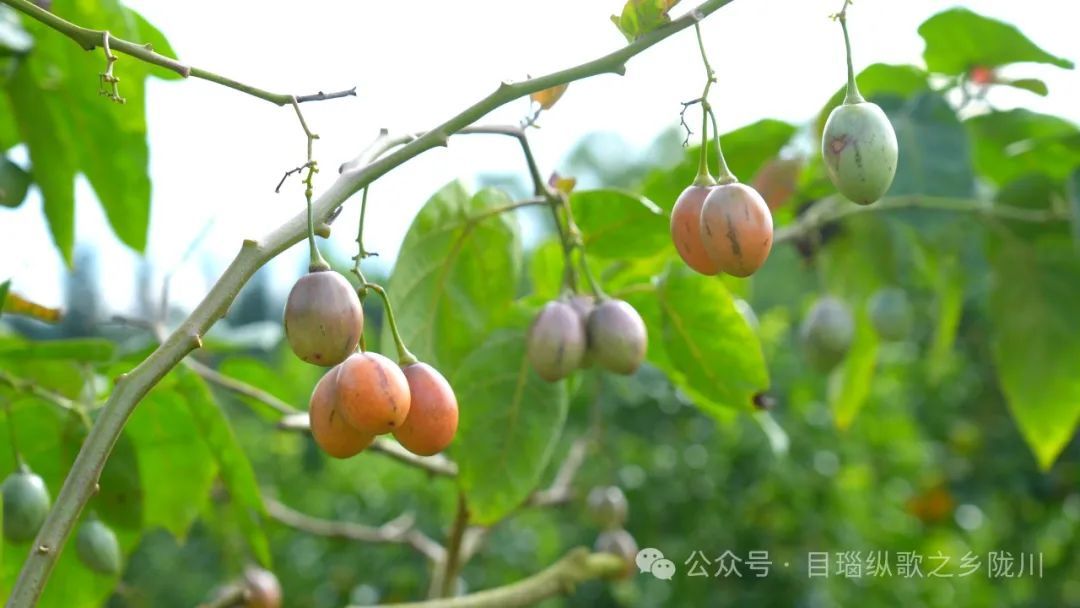 200元一斤！云南这种野菜你吃过吗？