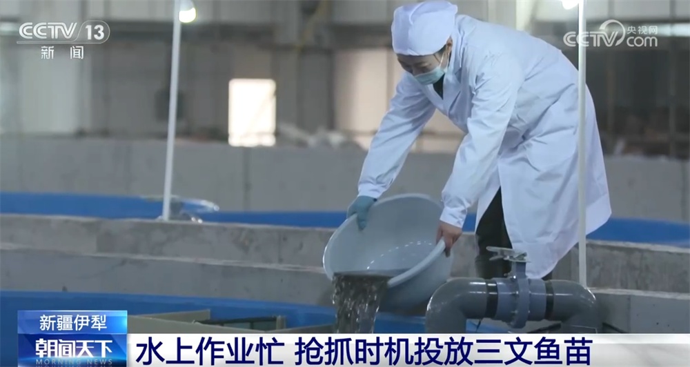 新疆伊犁冷水资源“游”出养殖产业 三文鱼国内国外备受青睐 新疆伊犁冷水资源“游”出养殖产业 三文鱼国内国外备受青睐