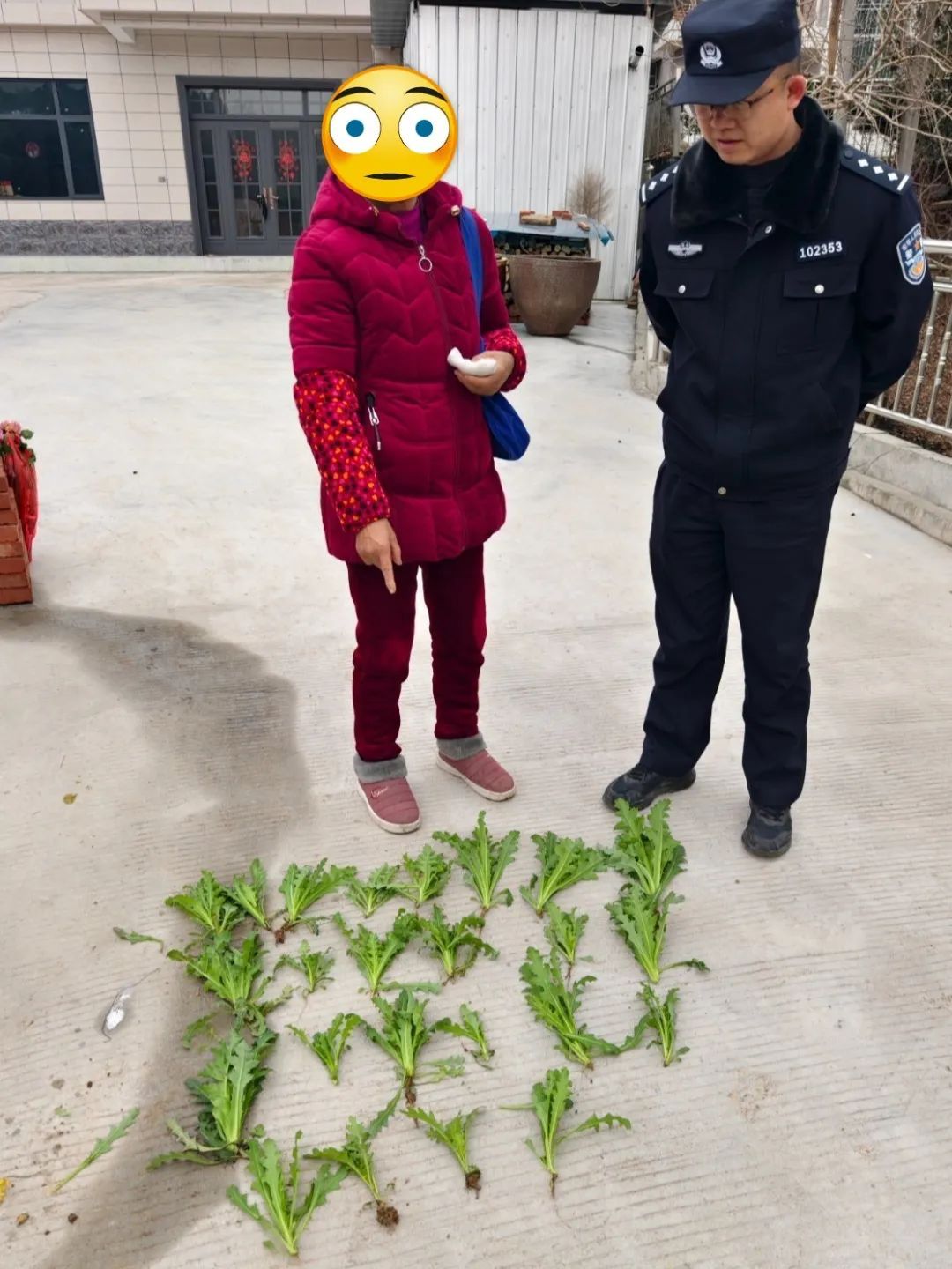 “野菜”好吃又治病?民警:全部铲除! “野菜”好吃又治病?民警:全部铲除!