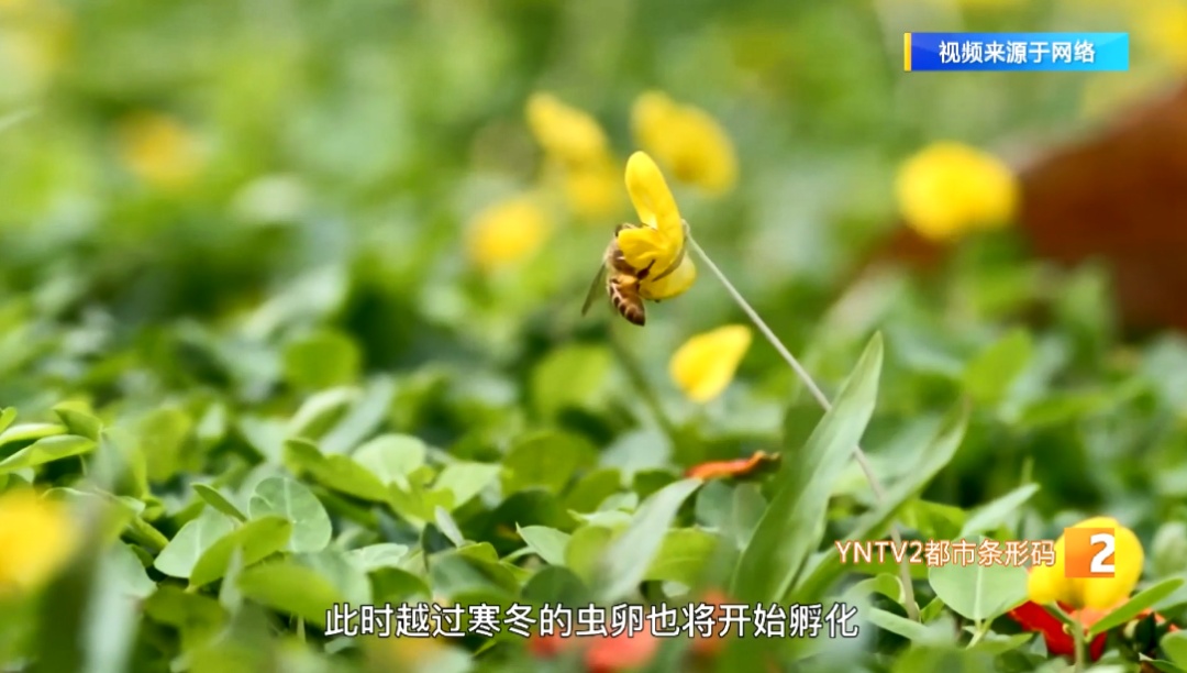 局地降温超14℃！雨雪、雷电、冰雹......云南发布重要天气预报！