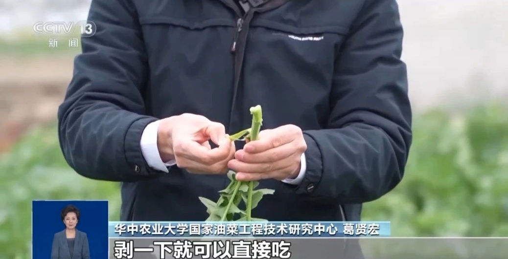 “板蓝根青菜”火了！正大量上市，是菜还是药？