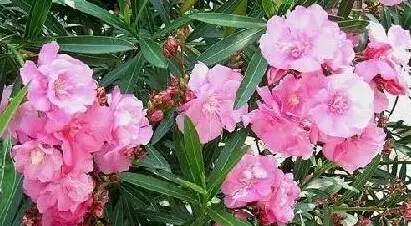 看着像菜，种子有毒，千万不能吃！昆明这种花正大量上市……