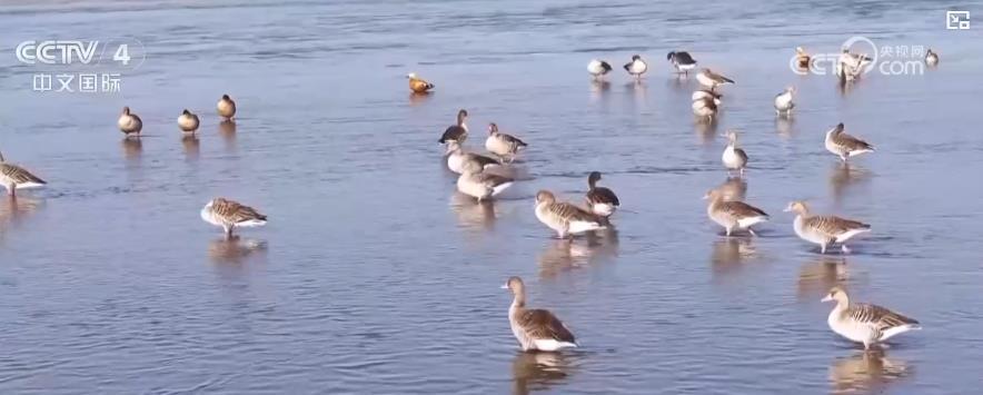 各地迎来候鸟迁徙高峰 生态美景描绘和谐画卷