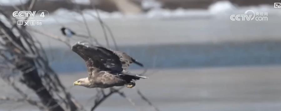 各地迎来候鸟迁徙高峰 生态美景描绘和谐画卷