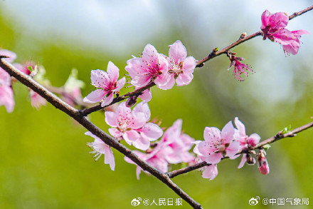 这个季节，有一种浪漫叫桃花朵朵开