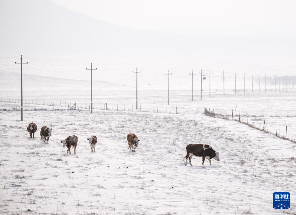 内蒙古锡林郭勒盟迎来降雪