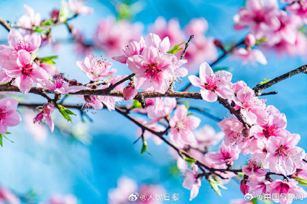 这个季节，有一种浪漫叫桃花朵朵开