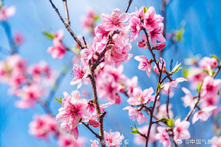 这个季节，有一种浪漫叫桃花朵朵开