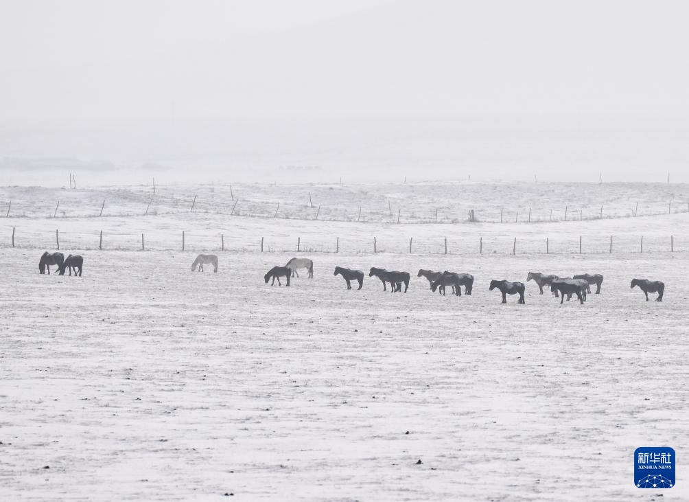 内蒙古锡林郭勒盟迎来降雪