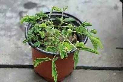 看着像菜，种子有毒，千万不能吃！昆明这种花正大量上市……