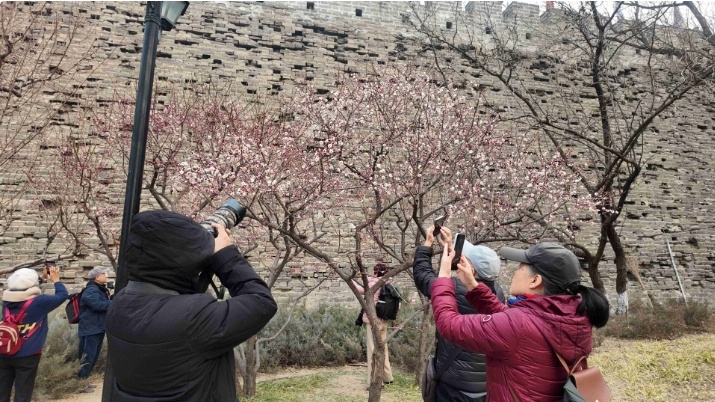 报春了，梅花为何“偏爱”北京这里？