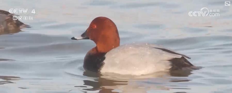 各地迎来候鸟迁徙高峰 生态美景描绘和谐画卷