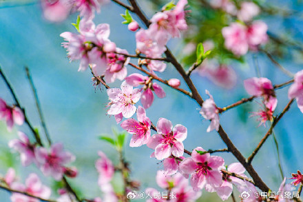 这个季节，有一种浪漫叫桃花朵朵开