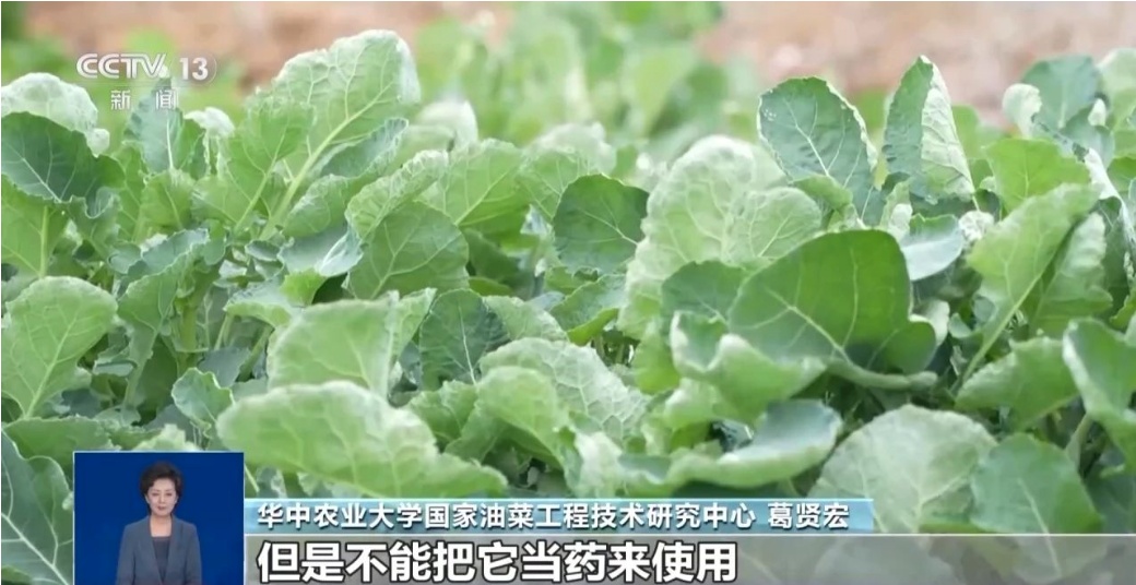 “板蓝根青菜”火了！正大量上市，是菜还是药？
