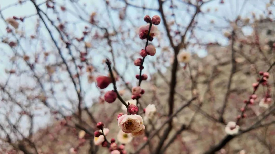 报春了，梅花为何“偏爱”北京这里？