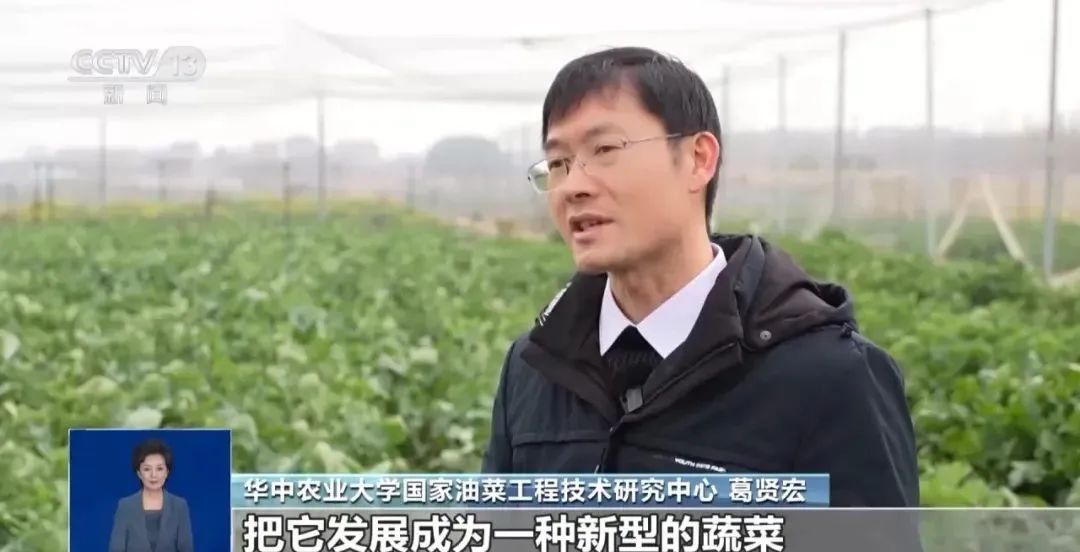 “板蓝根青菜”火了！正大量上市，是菜还是药？