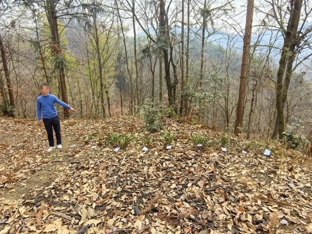 男子深山采挖19株兰花，当场被抓