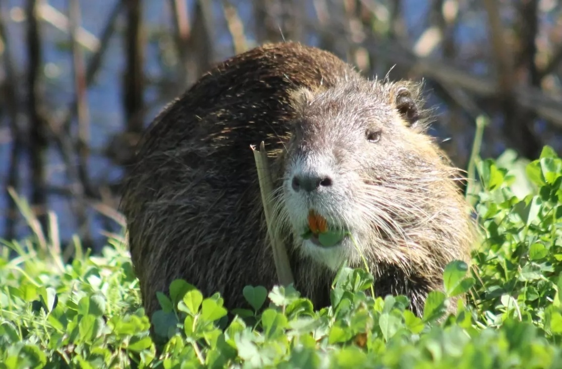 美机构发布入侵物种名单:榜首是“巨鼠”海狸鼠 美机构发布入侵物种名单:榜首是“巨鼠”海狸鼠